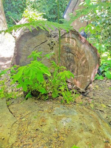 Sphiximorpha subsessilis